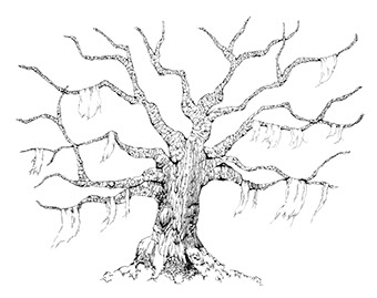 pen and ink illustration of a southern live oak
