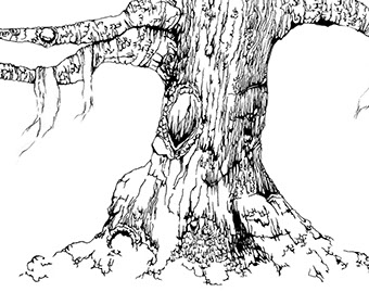 pen and ink illustration of a southern live oak