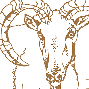 Aoudad digitized pencil typogrpahy illustration