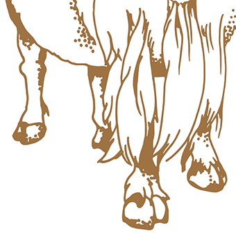 Aoudad digitized pencil typogrpahy illustration