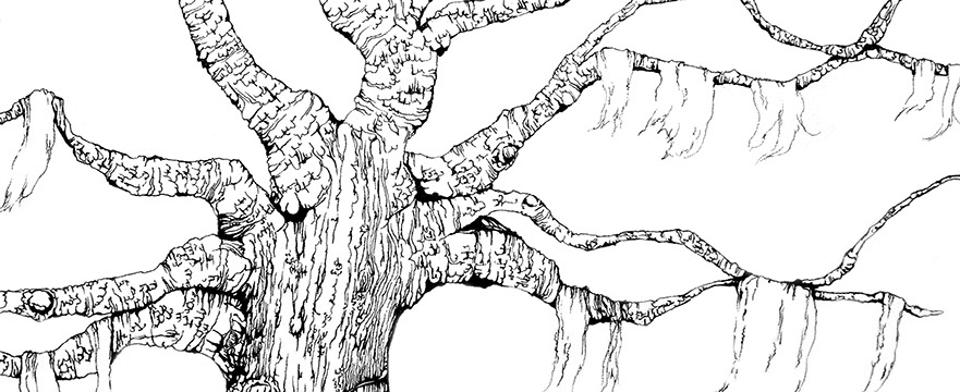 pen and ink drawing of a southern live oak